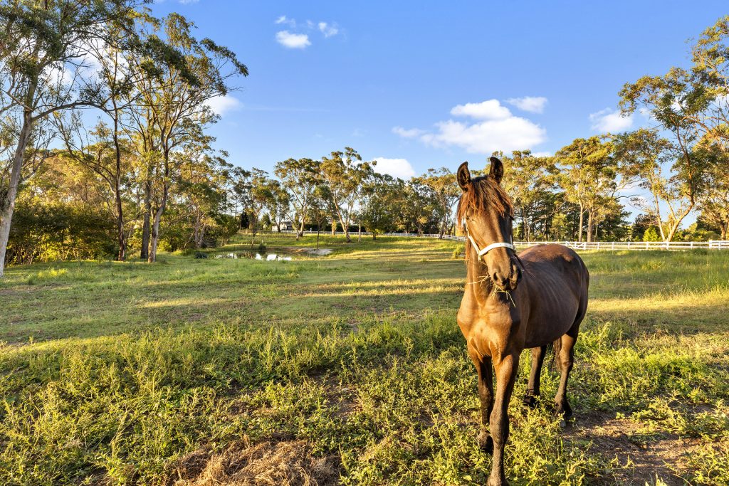 98 Pitt Town Road, Kenthurst NSW 2156 - photo 35