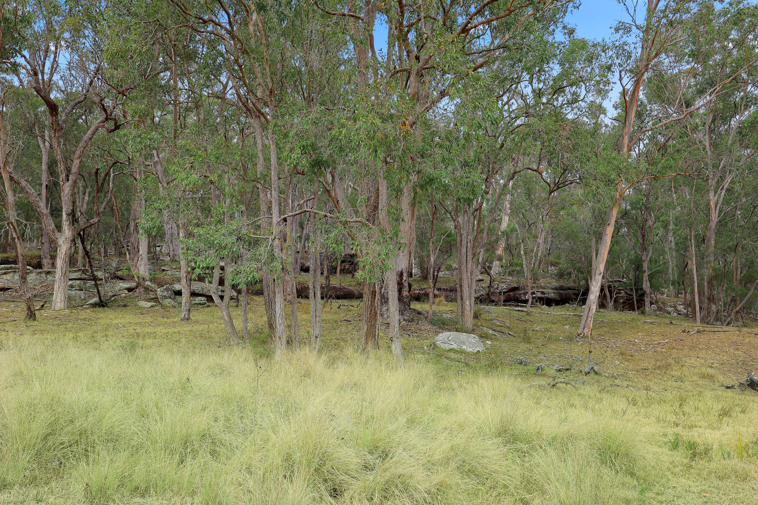 291 Hidden Valley Lane, Glenorie NSW 2157 - photo 11