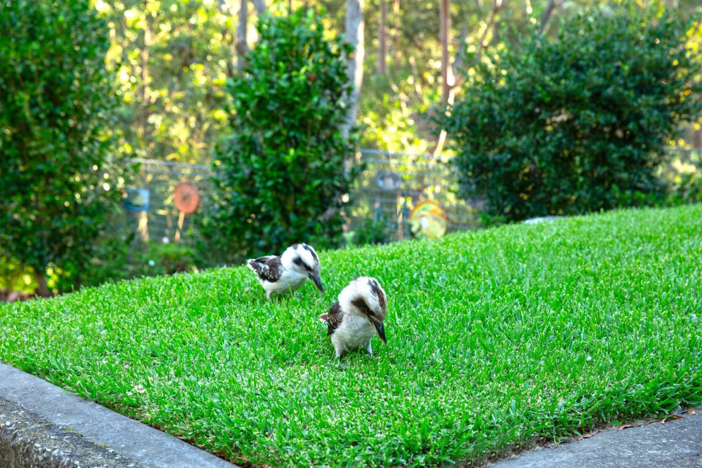 36 Sophia Crescent, North Rocks NSW 2151 - photo 12