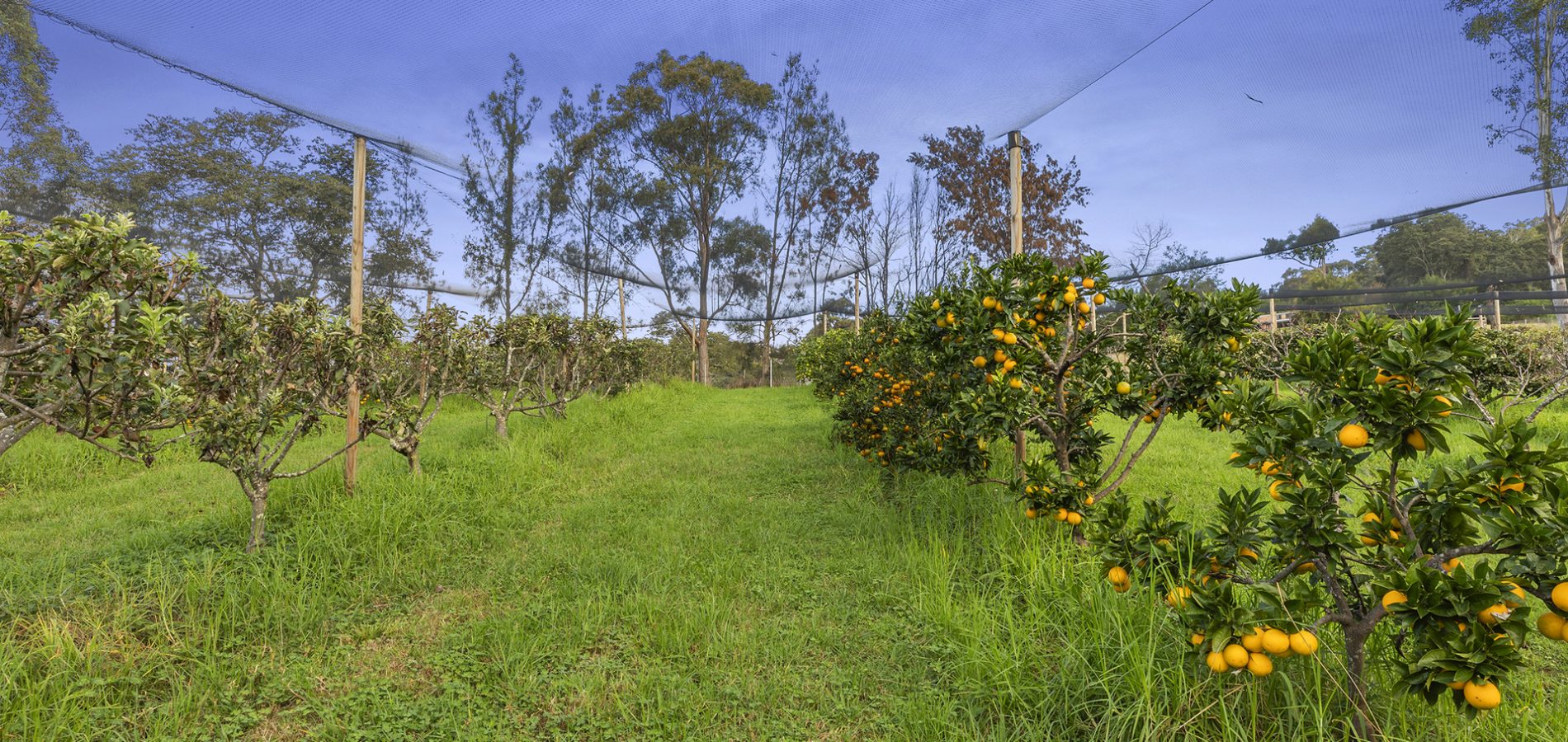 42 Hermitage Road, Kurrajong Hills NSW 2758 - photo 24