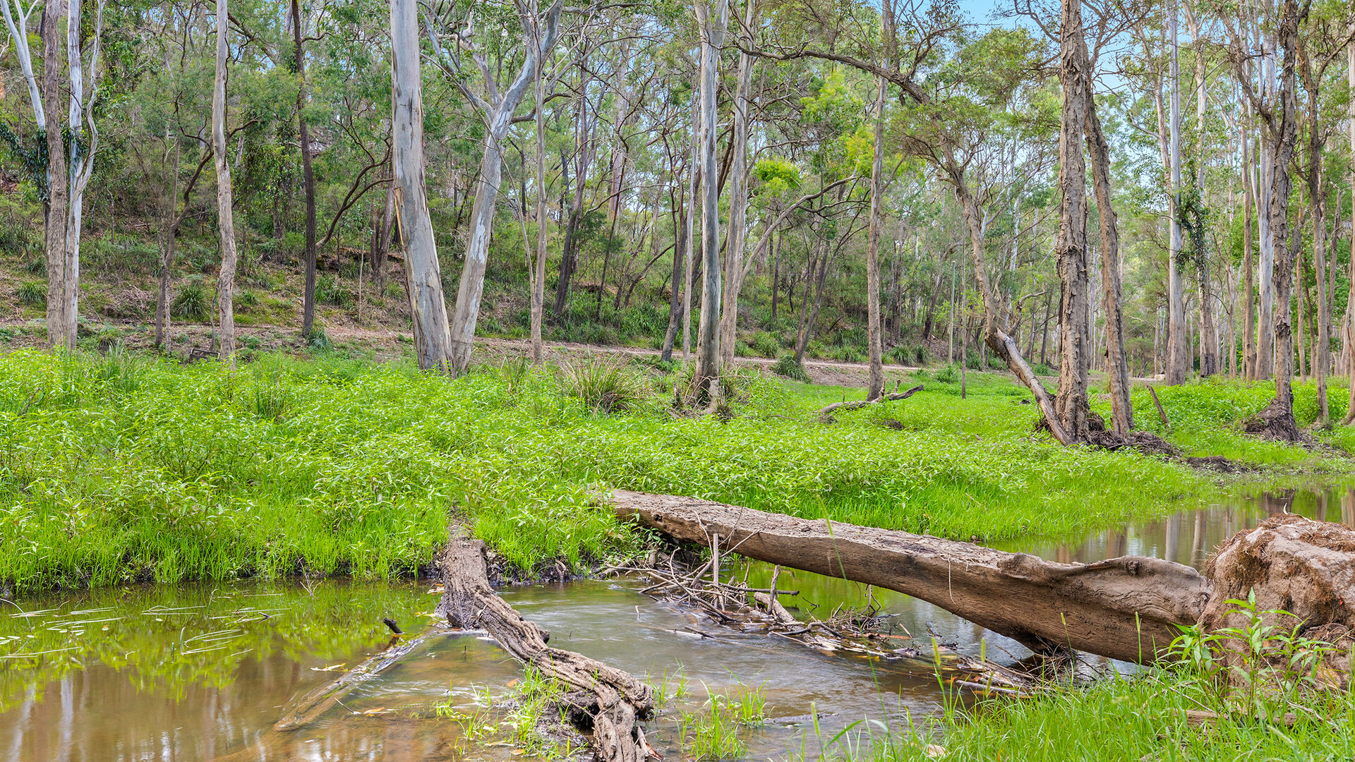 For Sale - 9 Bloodwood Place - New Property in Kenthurst - Real Estate by Louis Stapleton
